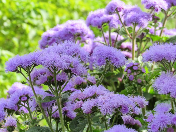 Ageratum plante