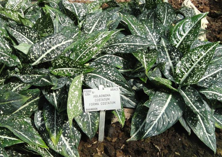 مضلع Aglaonema