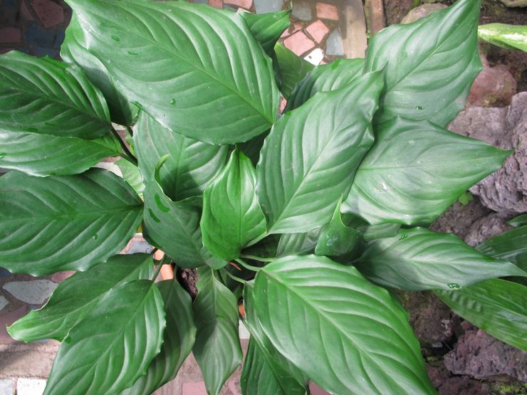 Aglaonema σεμνός