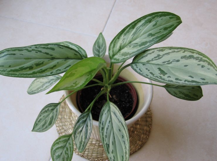 Aglaonema jord