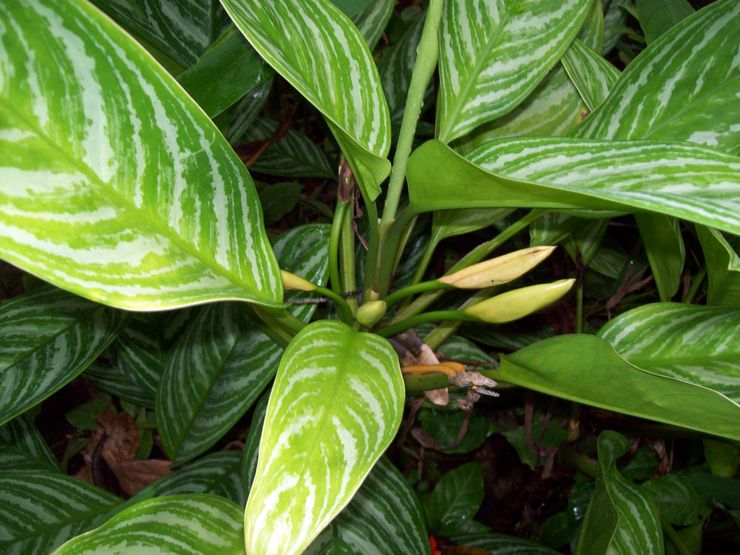 Εξαιρετικό το Aglaonema