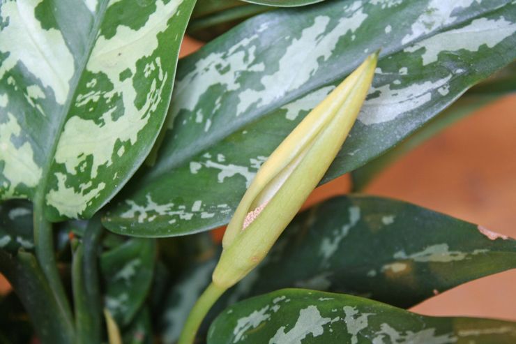 Το Aglaonema είναι μεταβλητό