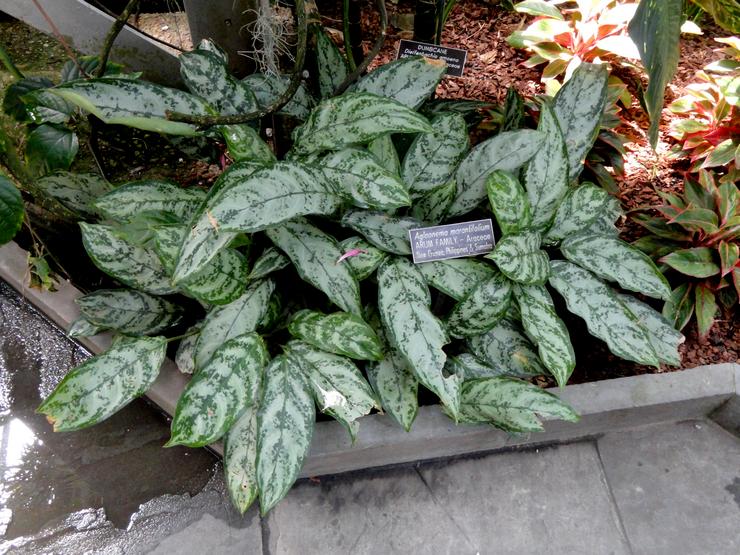 Aglaonema μακρόφυλλο