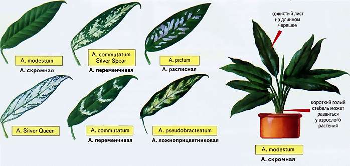 Aglaonema má mnoho podlhovastých listov, ktoré zvyčajne nemajú dĺžku viac ako 15 centimetrov, a samotná rastlina málokedy dosahuje výšku 70 centimetrov. Farba listov u rôznych druhov sa môže výrazne líšiť
