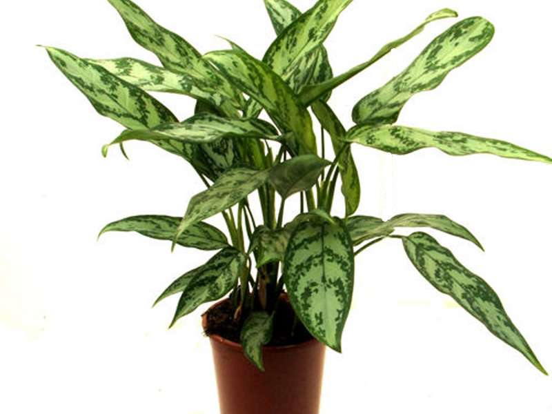 يجب أن يكون سقي aglaonema عندما ينمو في المنزل معتدلًا ومتكررًا ، ومع ذلك ، فإن زيادة الرطوبة في التربة يمكن أن تؤدي إلى تعفن الجذور. لمنع حدوث هذا النوع من المشاكل ، فأنت بحاجة إلى مشكلة جيدة