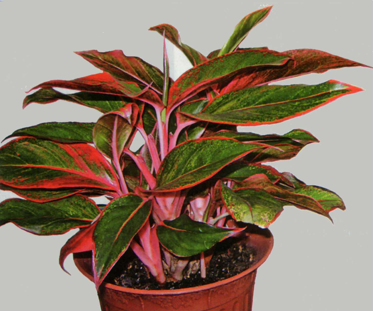 Aglaonema: hjemmepleje. Foto og beskrivelse