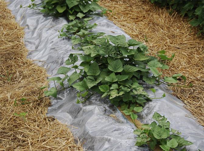 Agroteknik af sød kartoffel i den midterste bane: havebed og plantning