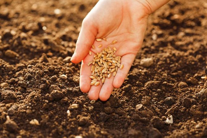 Príprava záhonov a výsadba semien