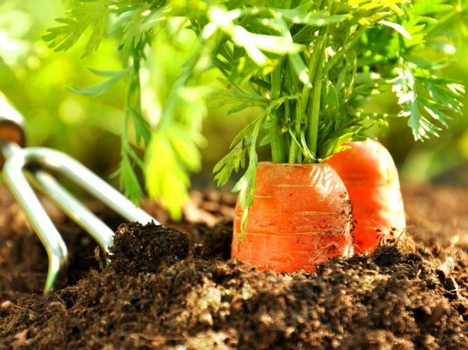 Poľnohospodárska technológia na pestovanie mrkvy v prírodnom poľnohospodárstve