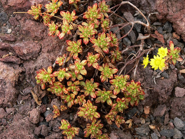 Aikhrizon purum-leaved