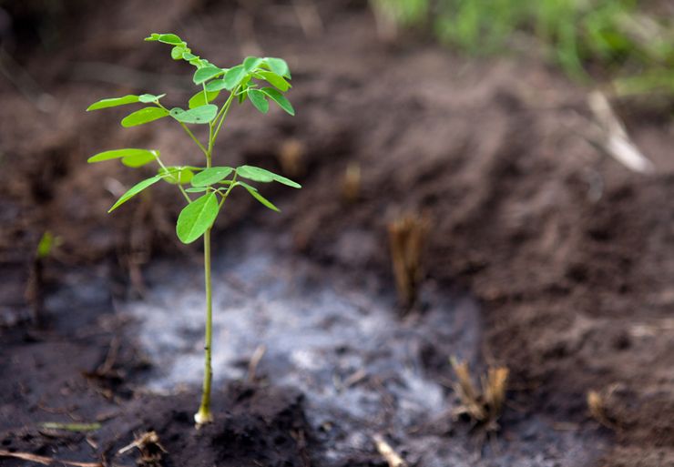 Plantning af akacie i åbent terræn