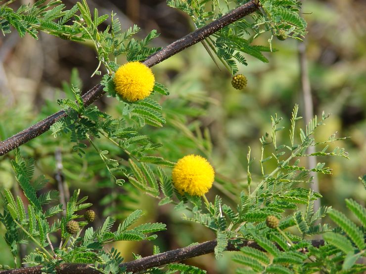 Acacia Farnese