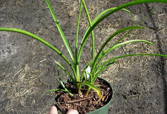 Acantostachis kan traditionelt dyrkes i en gryde