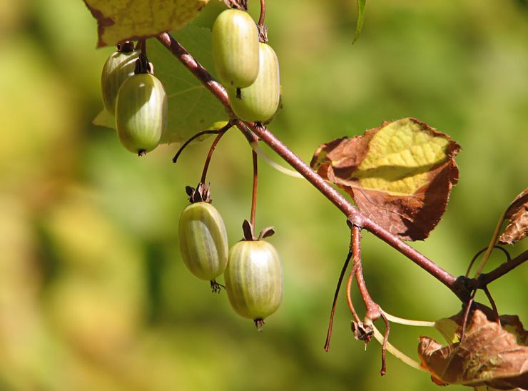 Actinidia skadedyr