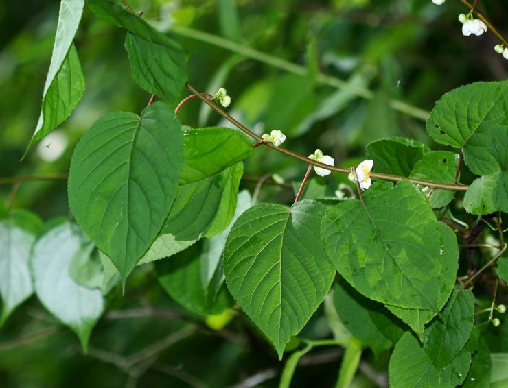 Actinidia polygami