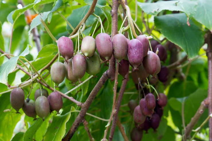 Actinidia purpurea