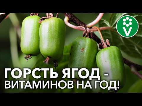 ACTINIDIA COLOMIKTA - التوت مع نكهة الكيوي والأناناس في الحديقة! كل شيء عن تزايد الأكتينيديا