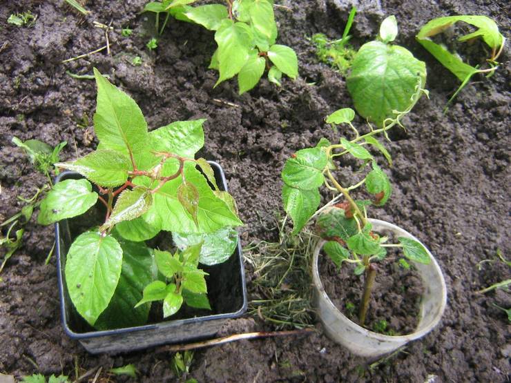 Plantning af actinidia i åbent terræn