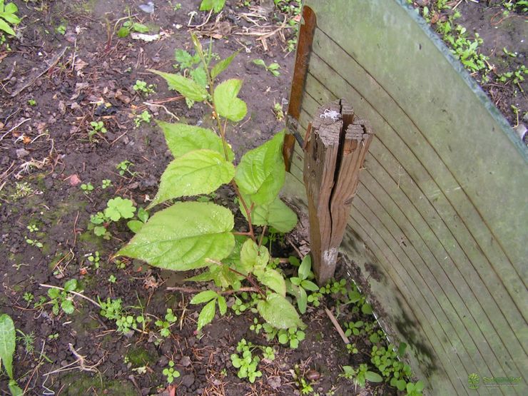 Plantning af actinidia i efteråret