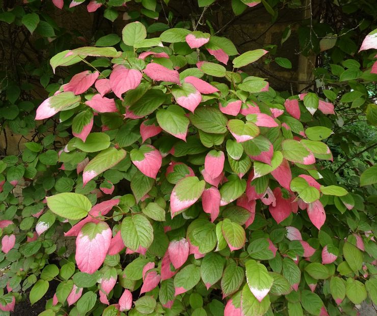 Topdressing actinidia