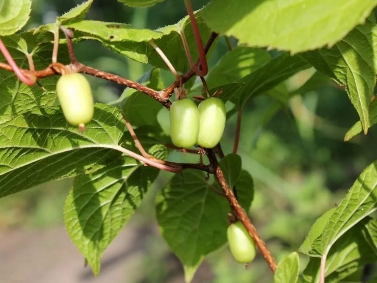 Actinidia plante