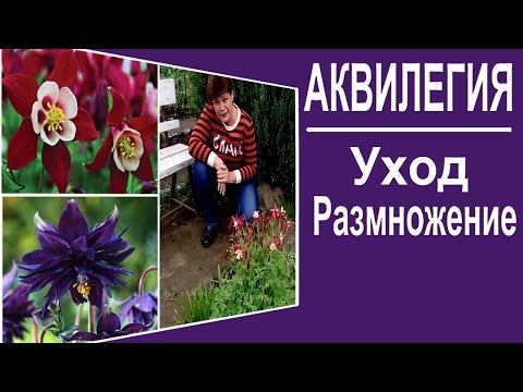 زهور معمرة للحديقة. تمريض Aquilegia التكاثر