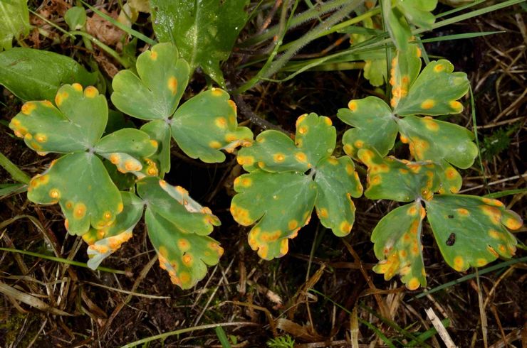 Skadedyr og sygdomme i aquilegia