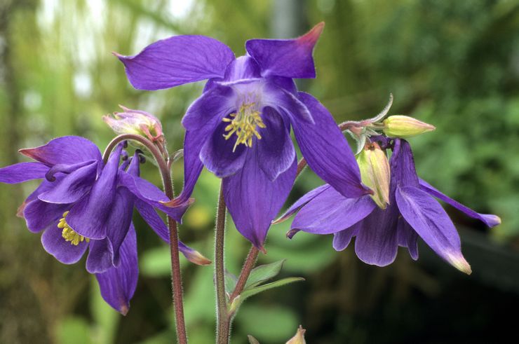 Alpine aquilegia