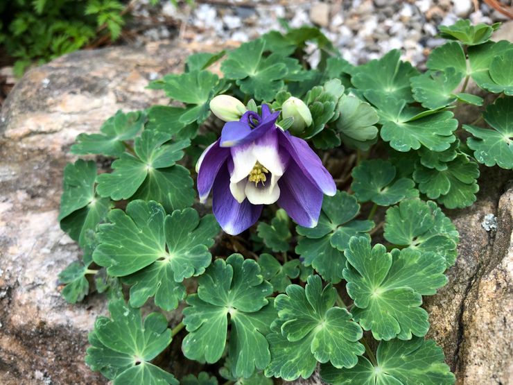 على شكل مروحة Aquilegia