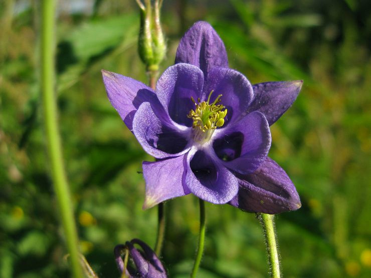 Aquilegia almindelig