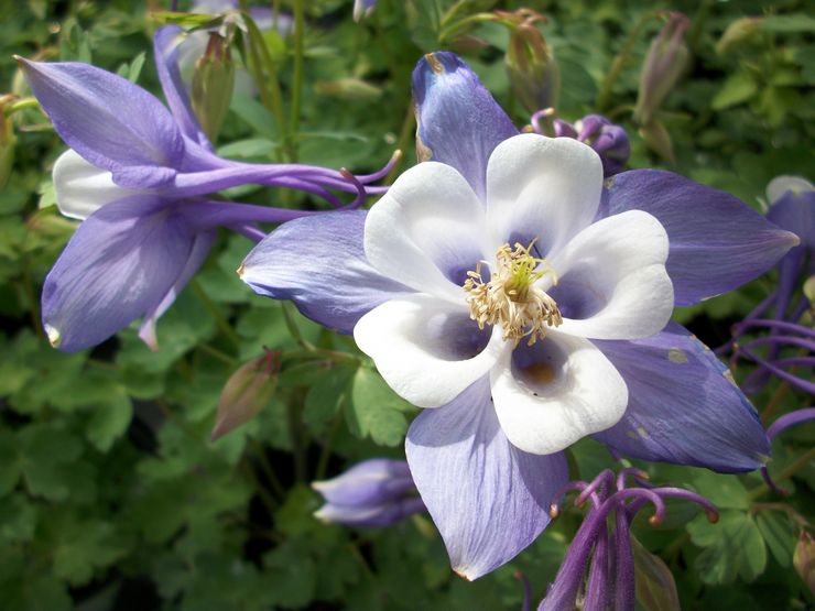 هجين Aquilegia