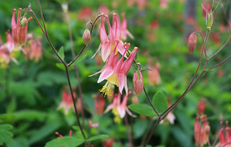 Aquilegia canadisk