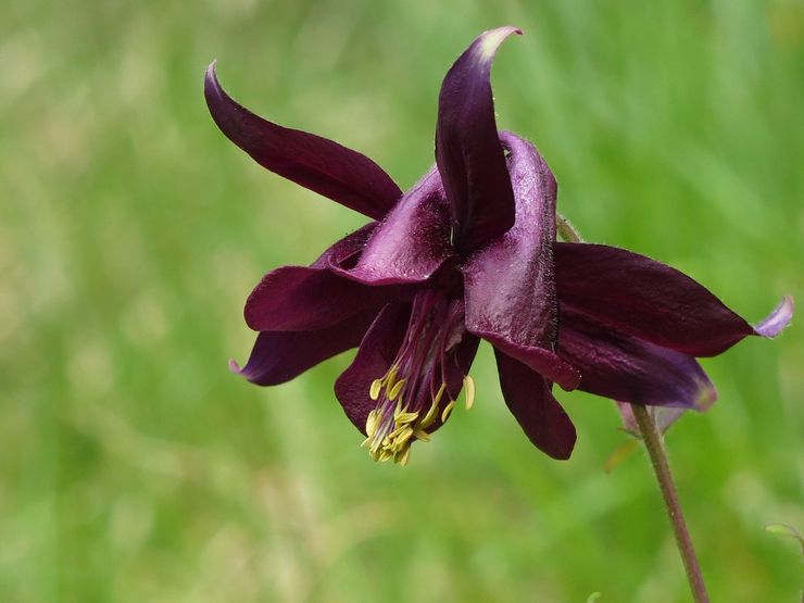 Aquilegia الظلام