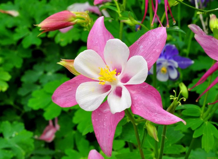 Beskrivelse af aquilegia