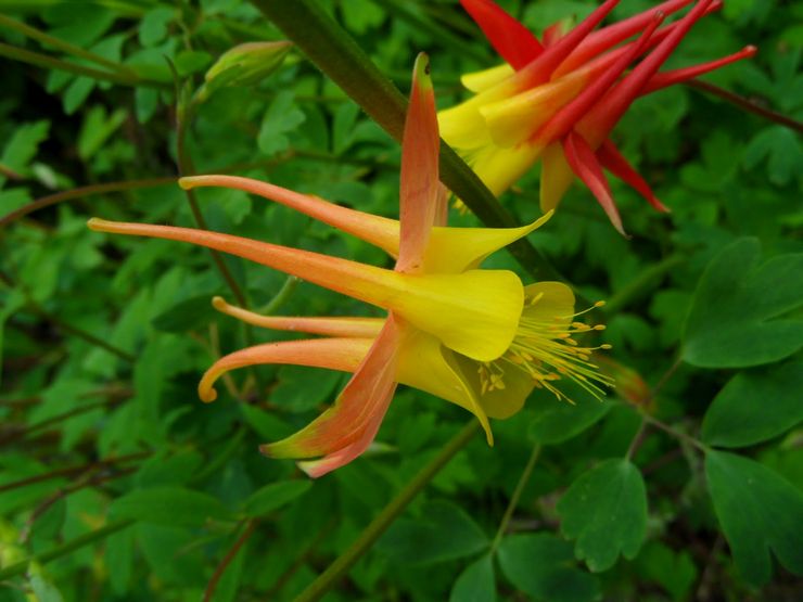 Skinner's Aquilegia