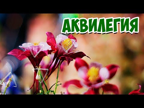 Blomster Aquilegia -dyrkning �� Min have og køkkenhave - BLOMSTERRANGERINGER