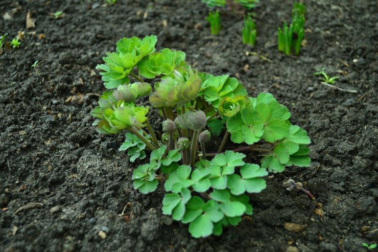 Plantning af aquilegia i åbent terræn