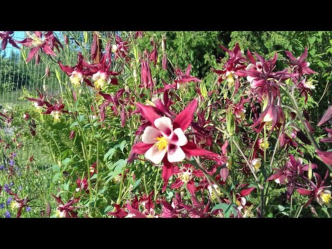 Aquilegia: النمو والرعاية