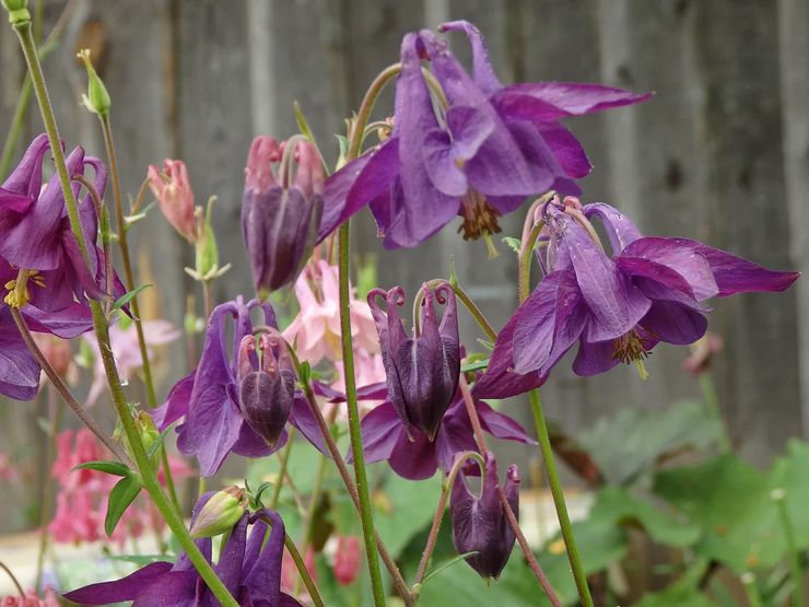 Aquilegia pleje