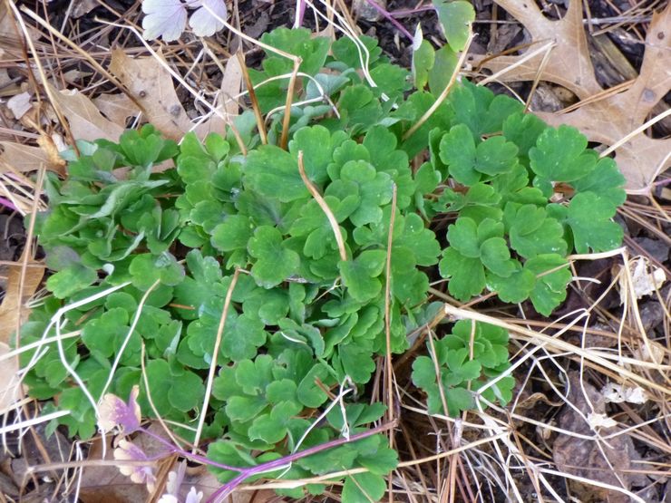 Aquilegia efter blomstring