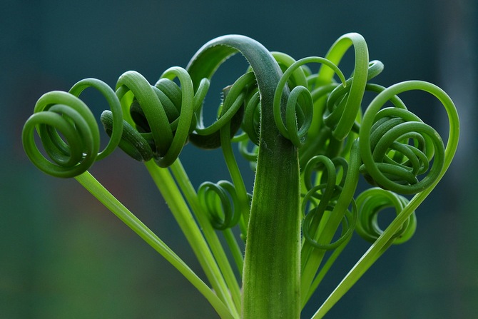 Albuka - hjemmepleje. Albuca dyrkning, transplantation og reproduktion. Beskrivelse, typer. Foto