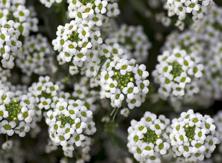 Alyssum hav eller sea lobularia