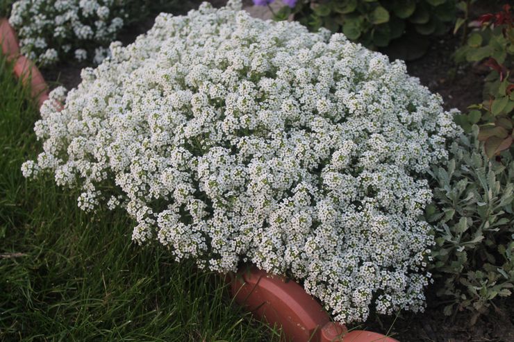 Alyssum sorter