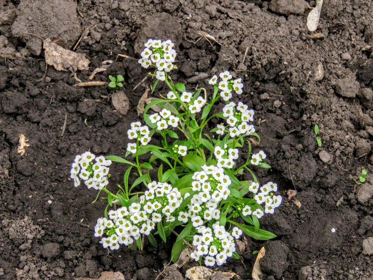 Plantning af alyssum i åbent terræn