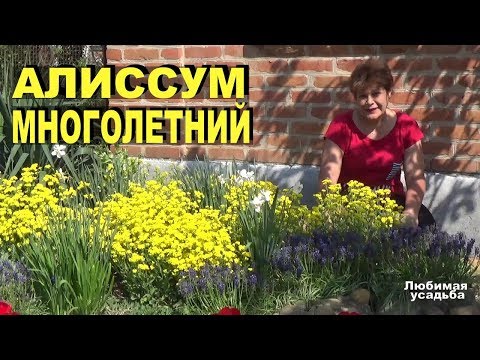 Alyssum flerårig med gule blomster Dyrkning, pleje, træk