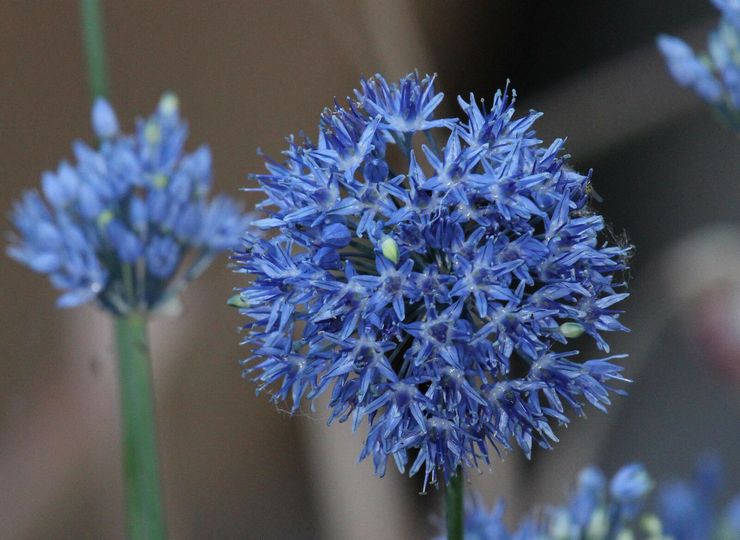 Allium blå