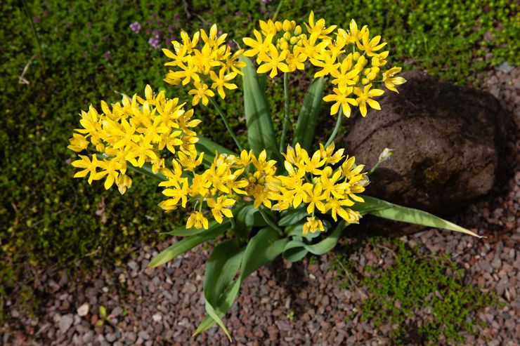 Allium møl