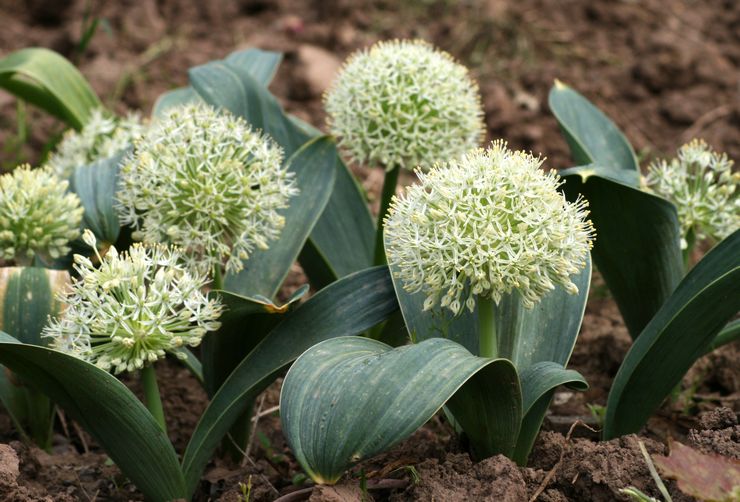 Allium
