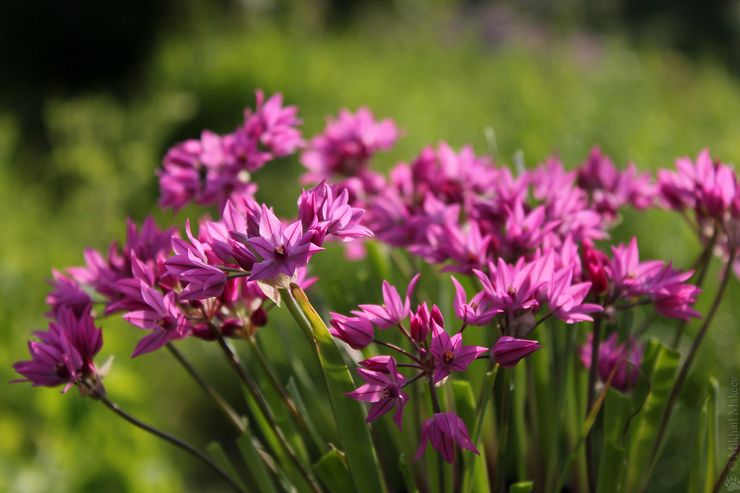 Allium er byglade