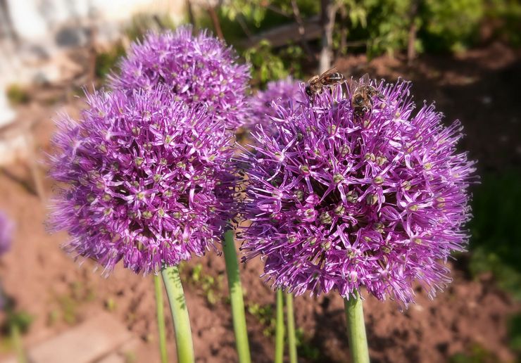 Allium plantning udendørs